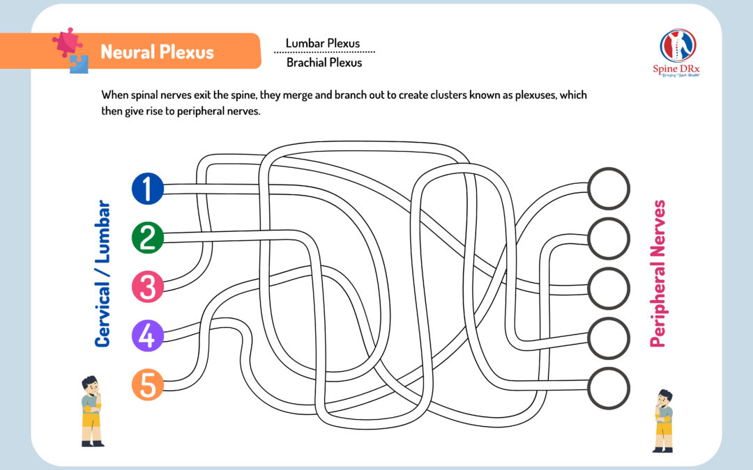 Spine & Neural Plexus