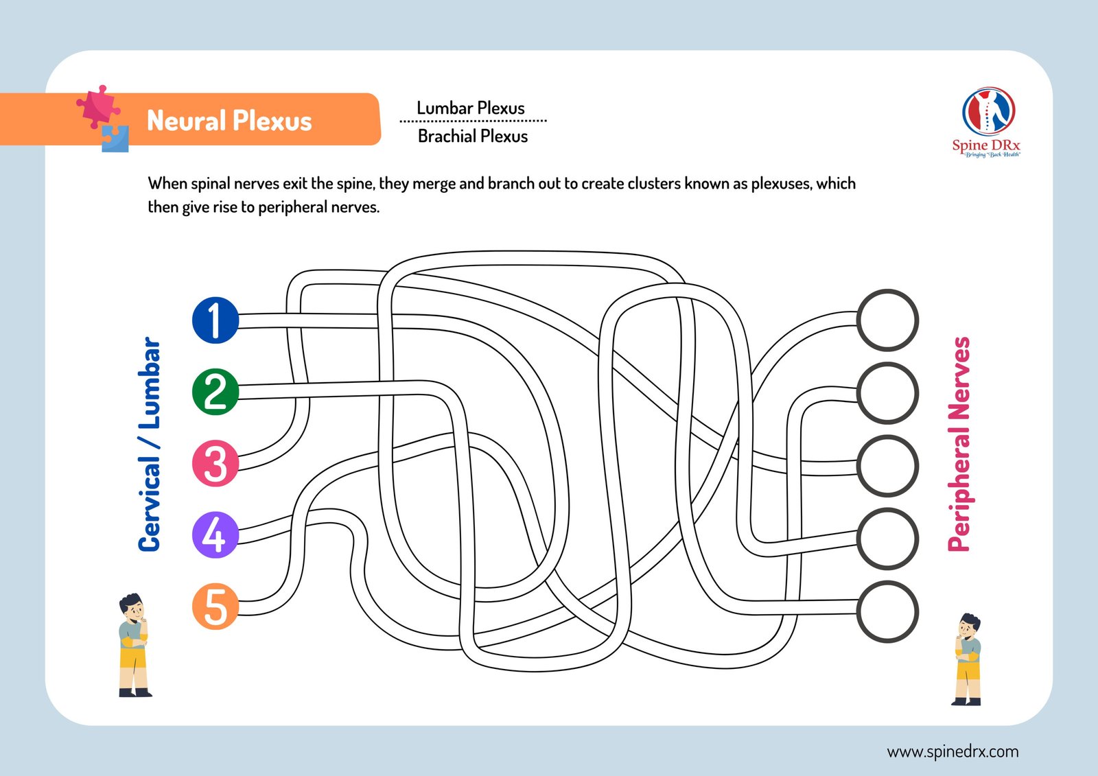 Spine & Neural Plexus