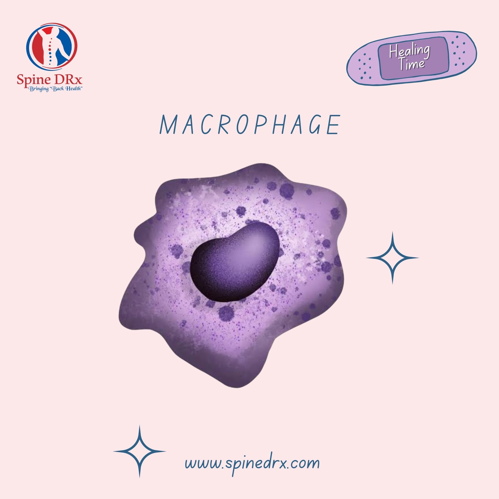 Spine & Phagocytosis